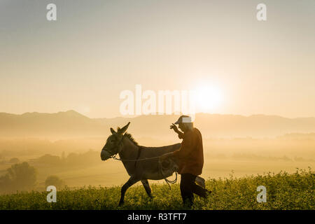 Italy, Tuscany, Borgo San Lorenzo, senior man walking with donkey in field at sunrise above rural landscape Stock Photo