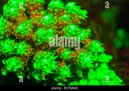 Underwater fluorescence emitted and photographed using special barrier filter. Stock Photo