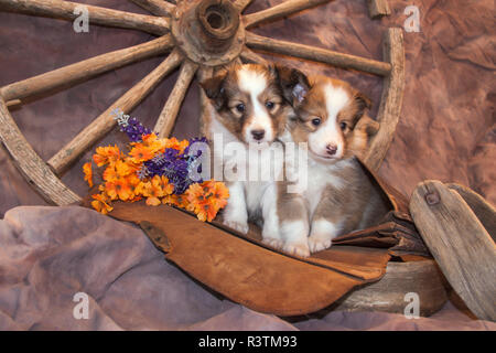 Shetland Sheepdog puppies (PR) Stock Photo
