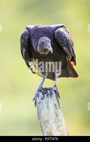 Belize, Crooked Tree Wildlife Sanctuary. Black Vulture sitting on a lichen-covered fence post. Stock Photo