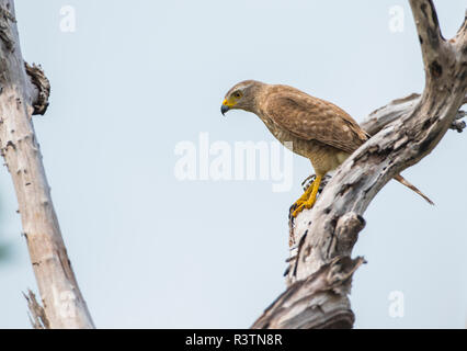 Belize, Ambergris Caye. Roadside Hawk hunts from a snag. Stock Photo