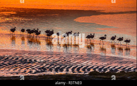 Altiplano, Bolivia, Eduardo Abaroa Andean Fauna National Reserve, Laguna Colorada, flamingos Stock Photo