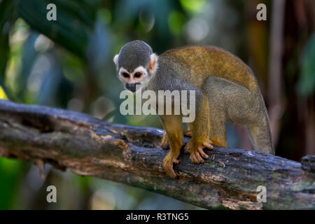 Brazil, Amazon, Manaus, Amazon EcoPark Jungle Lodge, common squirrel monkey, Saimiri sciureus. Common Squirrel monkey in the trees. Stock Photo
