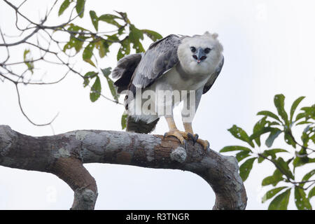 Brazil, Amazon, near Manaus, harpy eagle, Harpia harpyja. Juvenile harpy eagle in its nesting tree. Stock Photo