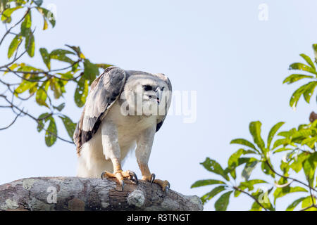 Brazil, Amazon, near Manaus, harpy eagle, Harpia harpyja. Juvenile harpy eagle in its nesting tree. Stock Photo