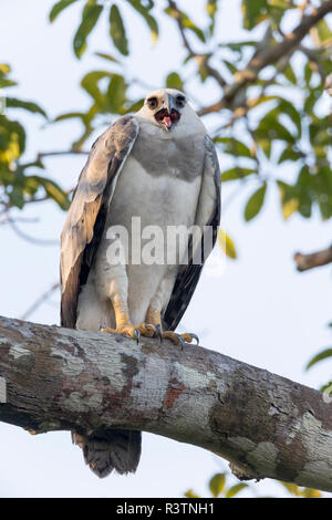 Brazil, Amazon, near Manaus, harpy eagle, Harpia harpyja. This juvenile harpy eagle returns to its nesting tree and sometimes calls. Stock Photo