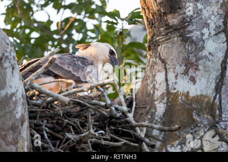 Brazil, Amazon, near Manaus, harpy eagle, Harpia harpyja. This juvenile harpy eagle returns to its next in case the parent has dropped food for it. Stock Photo