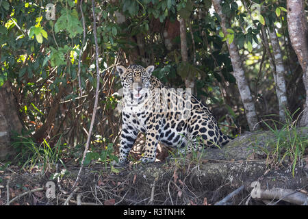 Brazil, The Pantanal, Rio Cuiaba, jaguar, Panthera onca. A jaguar emerges from the forest along the banks of the river looking for prey. Stock Photo