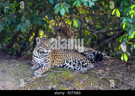 Brazil, The Pantanal, Rio Cuiaba, jaguars, Panthera onca. A pair of jaguars are resting between mating. Stock Photo