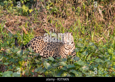 Brazil, The Pantanal, Rio Cuiaba. A jaguar emerges from the forest along the banks of the river looking for prey. Stock Photo