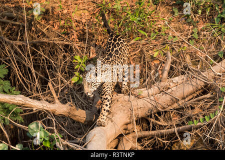 Brazil, The Pantanal, Rio Cuiaba. A jaguar emerges from the forest along the banks of the river looking for prey. Stock Photo