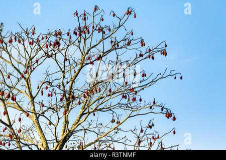 Red seed pods hand on a mature silk floss tree along the Amazon River in Brazil. Stock Photo