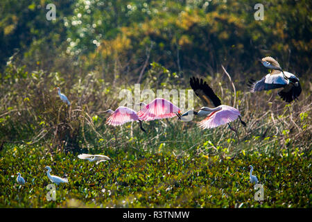 Tropical birds (roseate spoonbills, wood storks, cattle egrets) take flight above wetlands in the Brazilian Pantanal Stock Photo