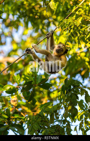 A young Capuchin Monkey hangs with his prehensile tail from a diagonal