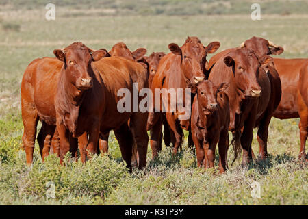 Small herd of free-range cattle on a rural farm, South Africa Stock Photo