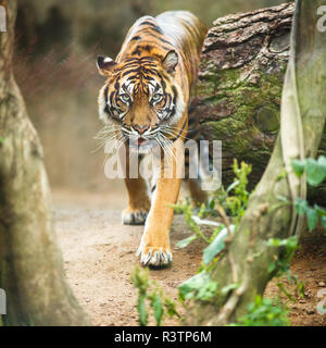 Closeup of a Siberian tiger also know as Amur tiger (Panthera tigris altaica),the largest living cat Stock Photo