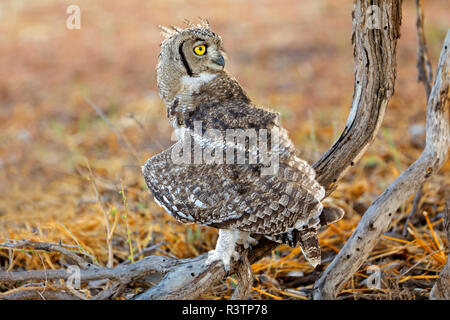 Spotted eagle-owl (Bubo africanus) in natural habitat, Kalahari desert, South Africa Stock Photo