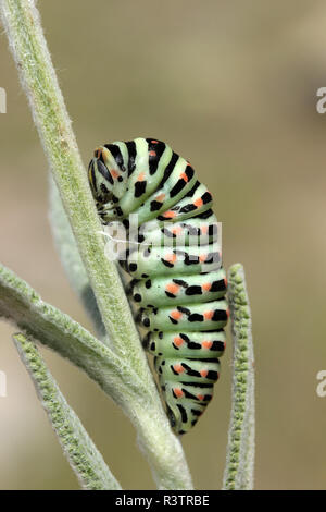 Swallow tail butterfly caterpillar Stock Photo