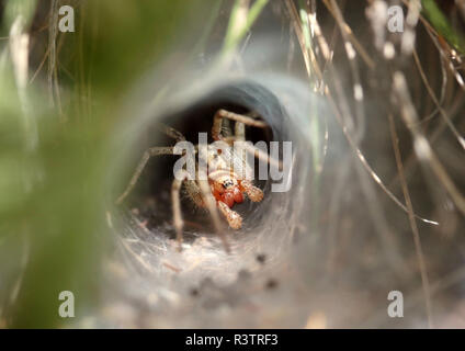 spider waiting for prey Stock Photo
