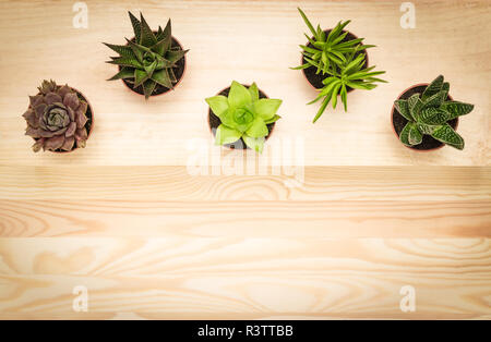 Different types of mini succulent plants, on wooden background with copy space. Stock Photo