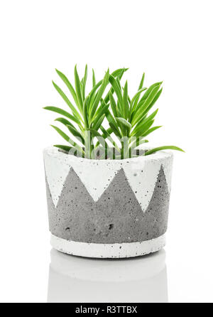 Bright green succulent plant in a handmade concrete pot, on white background. Contemporary home decor. Stock Photo