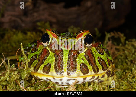 Argentine horned frog, also known as Argentine wide-mouthed frog or ornate paceman frog, native to Argentina, Uruguay, and Brazil Stock Photo
