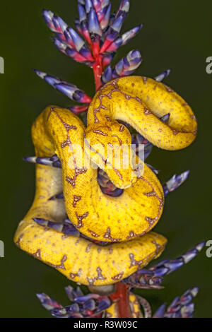 Juvenile Green tree python, Morelia viridis, native to New Guinea islands in Indonesia and Australia Stock Photo