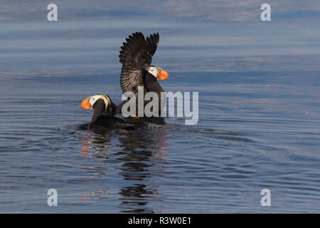 Tufted puffin pair Stock Photo