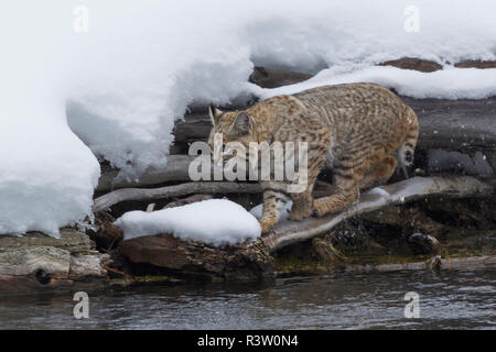 Bobcat stalking prey Stock Photo