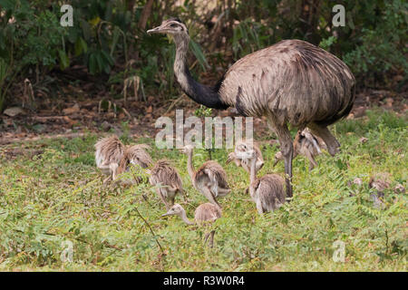 Greater rhea (male) tending chicks Stock Photo