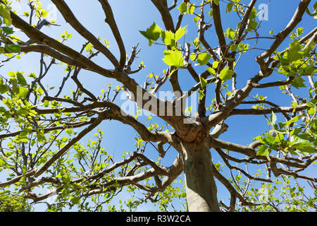 treetop of sycamore Stock Photo