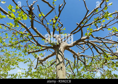 treetop from sycamore Stock Photo