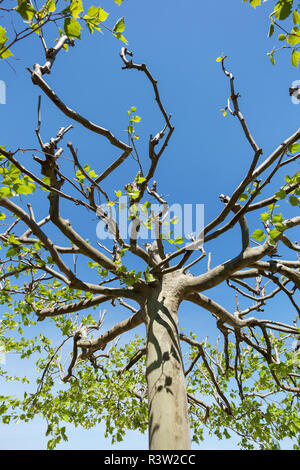 treetop from sycamore Stock Photo