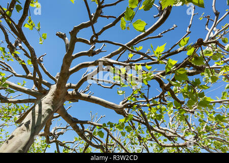 treetop of sycamore Stock Photo