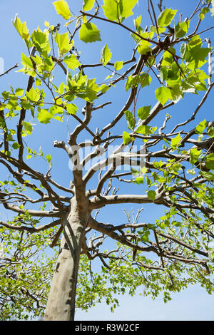 treetop from sycamore Stock Photo