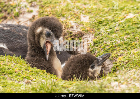 Falkland Islands, East Falkland. Magellanic penguin chicks at burrow. Stock Photo