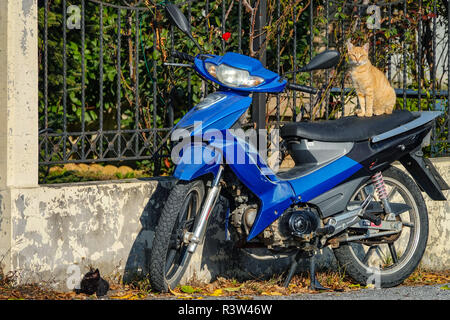 Ginger cat sitting on blue scooter, with back kitten on floor, Kalambaka, Greece Stock Photo