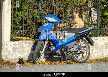 Ginger Cat Sitting On Blue Scooter With Back Kitten On Floor