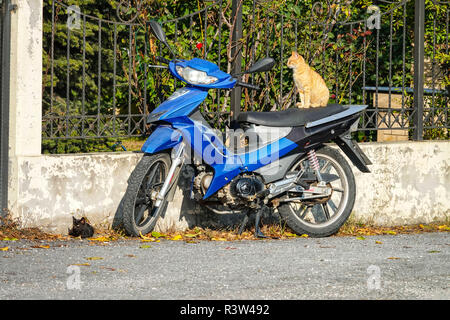 Ginger cat sitting on blue scooter, with back kitten on floor, Kalambaka, Greece Stock Photo