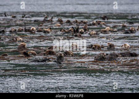 USA, Alaska, Kodiak. Sea Otter, Enhydra lutris. Sea Otters congregating in a kelp bed. Stock Photo