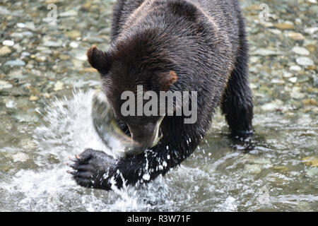 Brown bear, Ursus Arctos, Hyder, Alaska, USA Stock Photo
