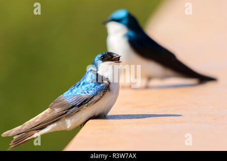 USA, Alaska. A tree swallow sings while sitting on a railing. Stock Photo