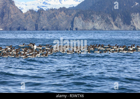 Large raft of Common Guillemots or Murres (Uria aalge), Seward, Kenai Peninsula, Alaska, USA Stock Photo