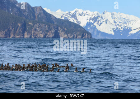 Large raft of Common Guillemots or Murres (Uria aalge), Seward, Kenai Peninsula, Alaska, USA Stock Photo