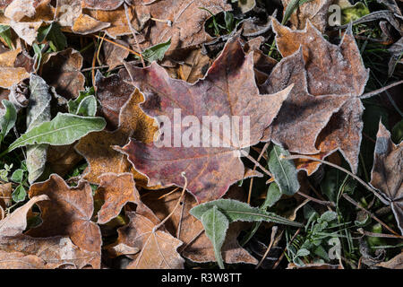 Colored maple leaves. Frosty brown autumn leaves. Natural environment  background Stock Photo