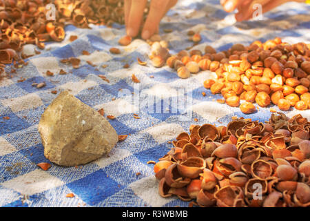 Cracked hazelnuts on the table with stone used for cracking the hard nutshell and female hands working Stock Photo