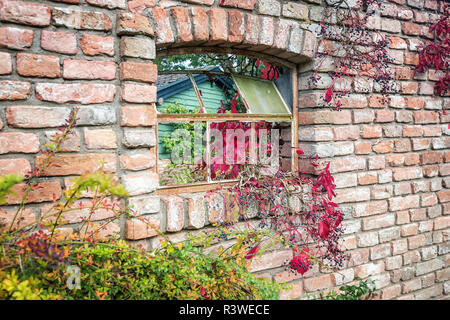 Old wall with a broken window where the branches of a shrub in autumn colors grows through it in a park somewhere in the Netherlands Stock Photo