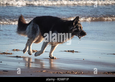 Dogs on the beach, Cresswell, Northumberland. Stock Photo