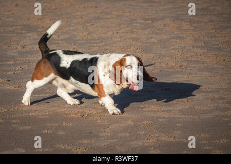 Dogs on the beach, Cresswell, Northumberland. Stock Photo