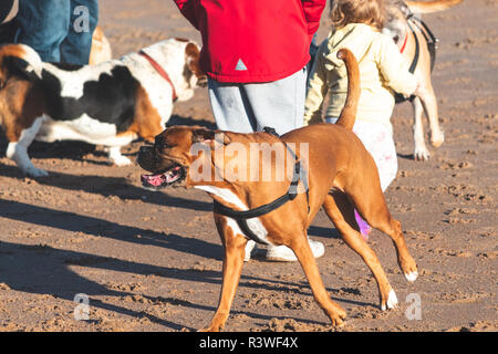 Dogs on the beach, Cresswell, Northumberland. Stock Photo